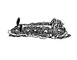 海牛