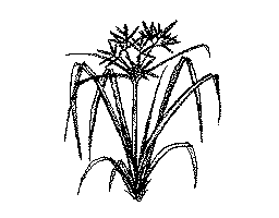 蚊帳吊草(2)