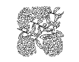 小手毬