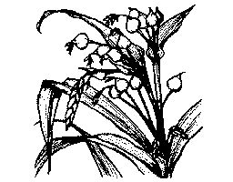 数珠玉(2)