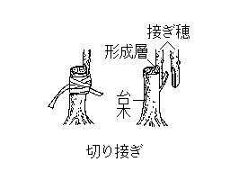 接ぎ木
