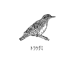 鶫(1)