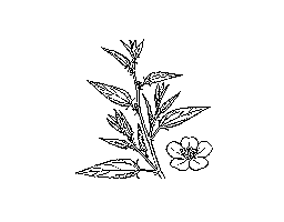 綱麻