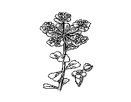 灯台草