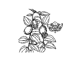 棗(1)