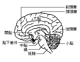 脳(1)