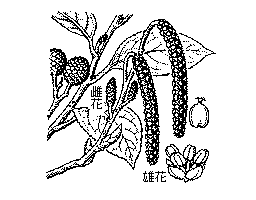 榛の木