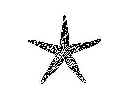 海星(1)
