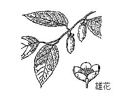 木天蓼