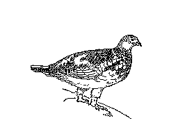 雷鳥(2)