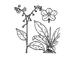 瑠璃草(1)
