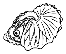 ふねだこ