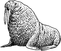 セイウチ