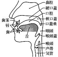 発音器官
