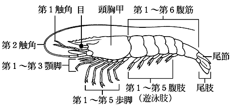 えび