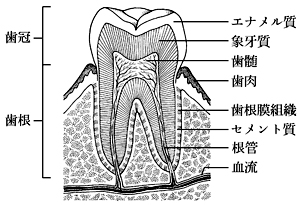 歯(臼歯)