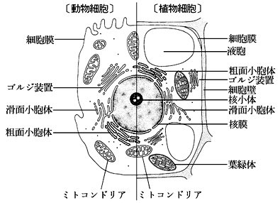 細胞の構造
