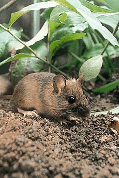 アカネズミ
提供:東京動物園協会