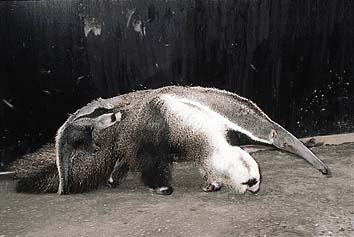 オオアリクイ
提供:東京動物園協会