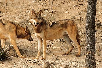 タイリクオオカミ
提供:東京動物園協会