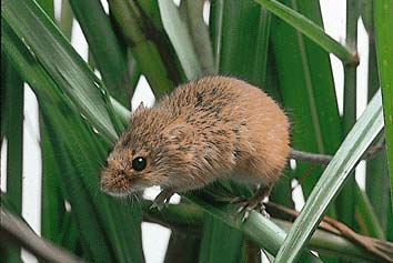 カヤネズミ
提供:東京動物園協会