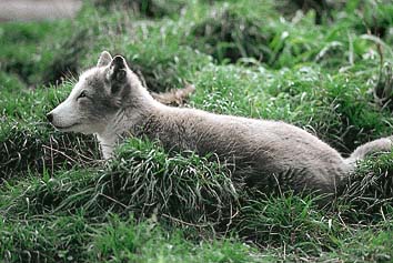 ホッキョクギツネ
提供:東京動物園協会