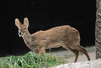 キバノロ
提供:東京動物園協会