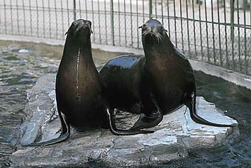 アシカ
提供:東京動物園協会