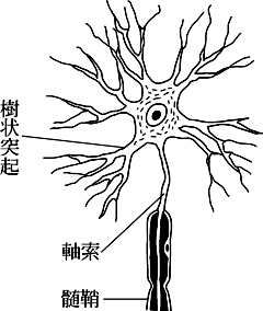 神経細胞