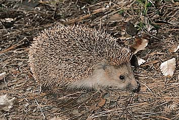 ハリネズミ
提供:東京動物園協会