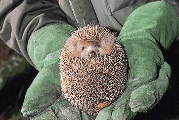 ハリネズミ
提供:東京動物園協会