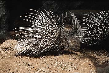 ヤマアラシ
提供:東京動物園協会