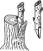 切接ぎ