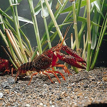 アメリカザリガニ
提供:東京動物園協会