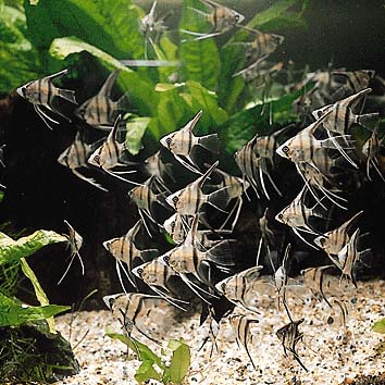 エンゼルフィッシュ
提供:東京動物園協会