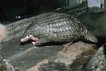 ミミセンザンコウ
提供:東京動物園協会