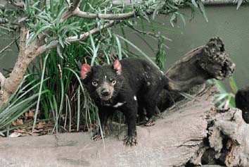 タスマニアデビル
提供:東京動物園協会