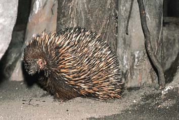ハリモグラ
提供:東京動物園協会