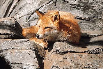 キツネ
提供:東京動物園協会