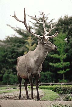 アカシカ
提供:東京動物園協会