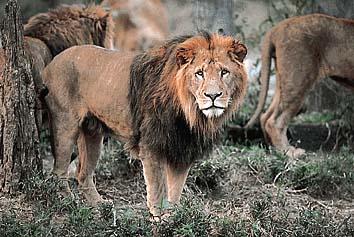 ライオン(雄)
提供:東京動物園協会
