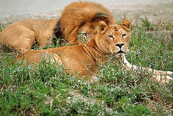 ライオン(雌)
提供:東京動物園協会