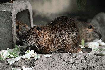 ヌートリア
提供:東京動物園協会