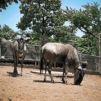 オグロヌー
提供:東京動物園協会