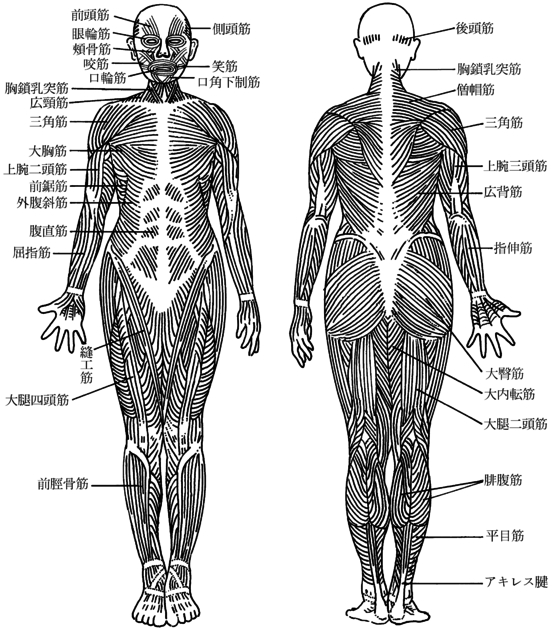 筋肉
