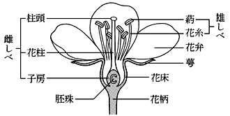 花の構造