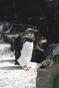 イワトビペンギン
撮影:小宮輝之