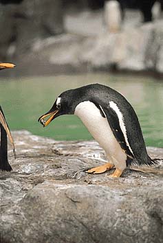ジェンツーペンギン
撮影:小宮輝之