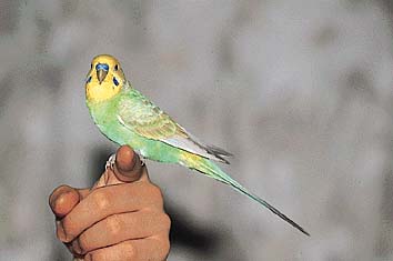 セキセイインコ
撮影:小宮輝之