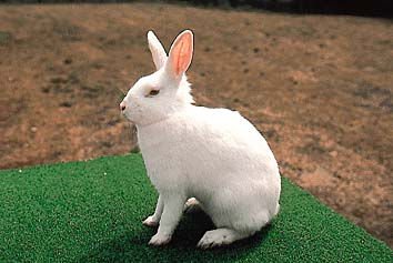 カイウサギ
提供:東京動物園協会
